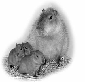 �J�s�o���̐Ԃ����