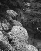 ���̍炭��