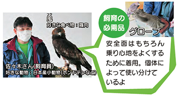 飼育の必需品グローブ、安全面はもちろん乗り心地をよくするために着用。個体によって使い分けているよ