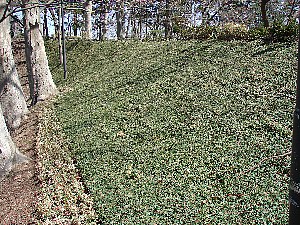 �y�ەی�H����摜�i����E�t�߁j