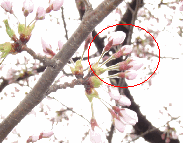 ԉ̐摜